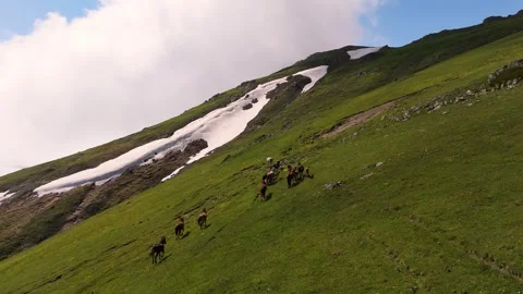 A herd of horses running through alpine meadows in the mountains Stock Footage 298535735