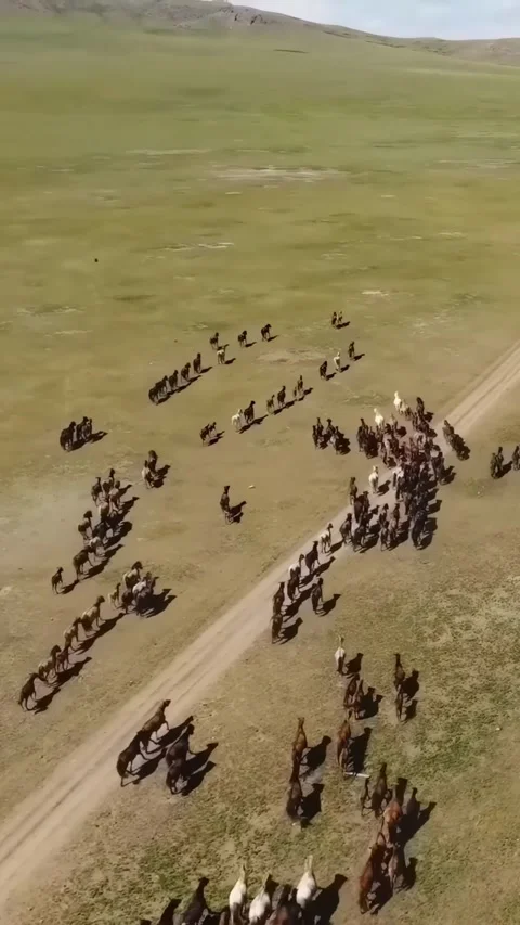 Herd of horses running through the grasslands of Xinjiang in China Vídeos de archivo 335074278