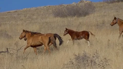A herd of horses runs down a hillside with dry high grass Stock Footage 130729489