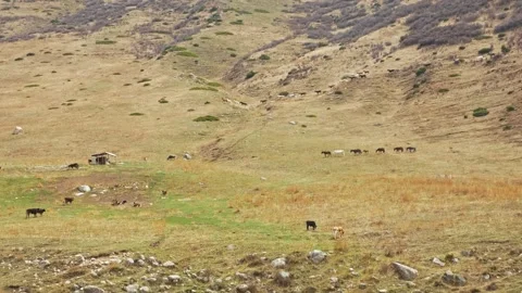 A herd of horses runs down the mountainside Stock-Footage 241924807