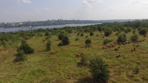 The herd of horses runs through the meadow 3 Stock Footage 83473506