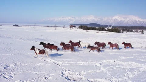 A herd of horses runs through the snow Stock Footage 282345650