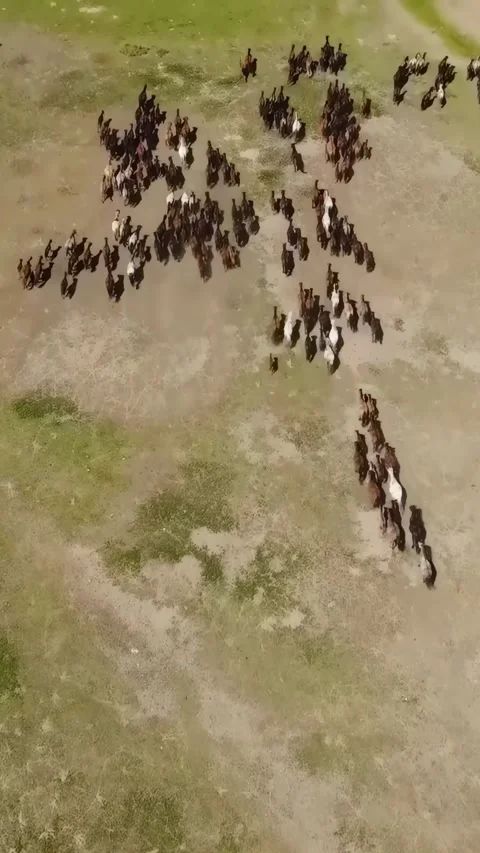 Herd of horses runs in Xinjiang, China from above Vídeos de archivo 335074341