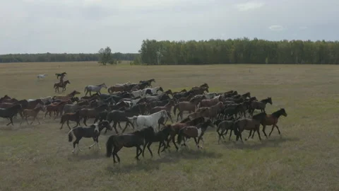 A herd of horses with a shepherd Stock Footage 235707741