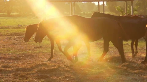 Herd of Horses Slow Motion on Sun Light Stock Footage 130298888