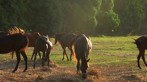 Herd of Horses Slow Motion on Sun Light Stock Footage 130298891