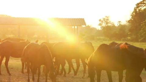 Herd of Horses Slow Motion on Sun Light Stock Footage 130299016
