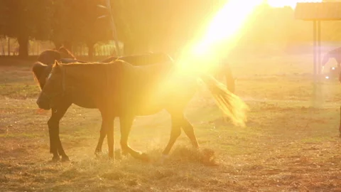 Herd of Horses Slow Motion on Sun Light Stock Footage 130299090