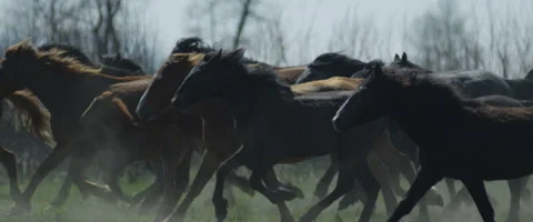 Herd of horses speeding through the desert in slow motion 1 Stock Footage 50458094