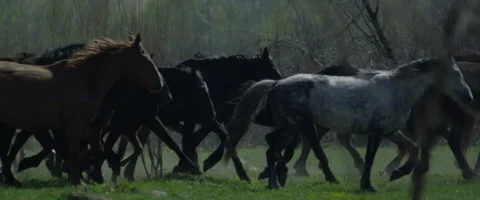 Herd of horses speeding through the desert in slow motion 2 Stock Footage 50458515