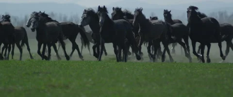 Herd of horses speeding through the desert in slow motion Stock Footage 50458649