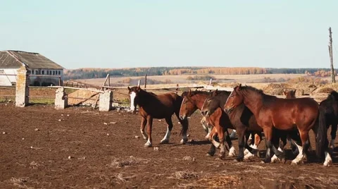 Herd of horses in the stable Stock Footage 58319216