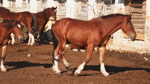 Herd of horses in the stable Stock Footage 58319535
