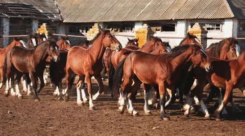 Herd of horses in the stable Video stock 58319923