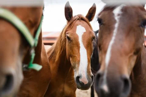Herd of horses in a stable Stock Photos