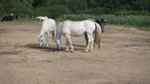 Herd of horses standing in a meadow Stock Footage 283399644