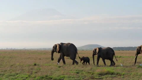 A herd of horses standing on top of a grass covered field Stock Footage 155393359