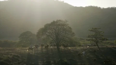 The herd of horses at sunset landscape Stock Footage 76010355