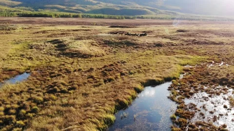 A herd of horses at sunset runs through the meadow Stock Footage 160366294