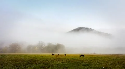 Herd of horses in a thick fog in the autumn in the feald Stock Photos