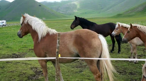 Herd of horses of various colors Stock Footage 24304745