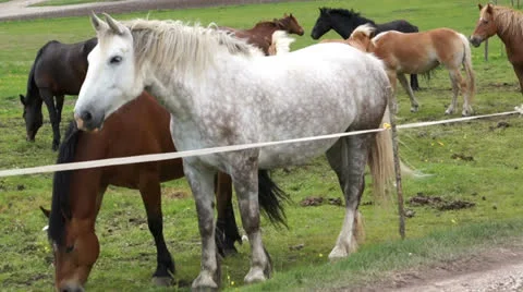 Herd of horses of various colors Stock Footage 24320501