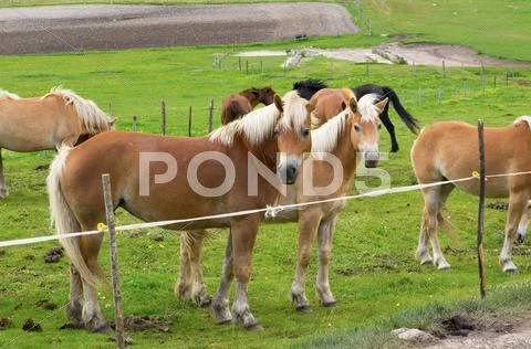 Herd of horses of various colors in the mountains of Italy. Stock Photos
