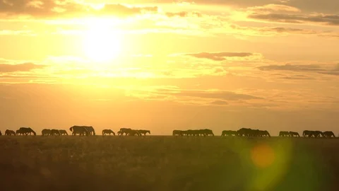 A herd of horses walking in field at sunset. Stock Footage 124915359