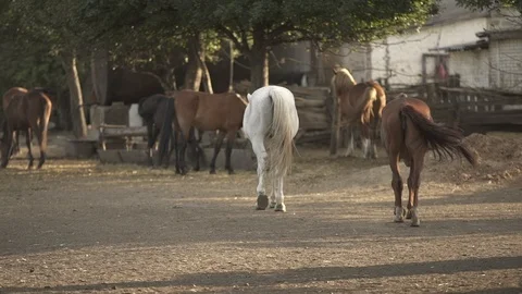 Herd of horses walking Video stock 120540968