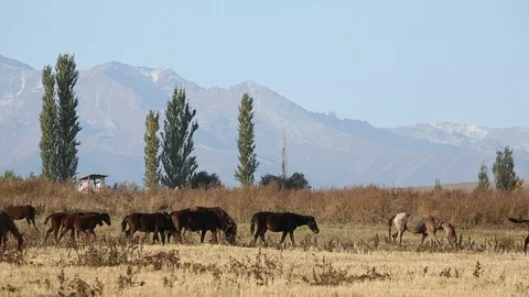 Herd of Horses Walking with Mountain Range in Background Video stock 101252389