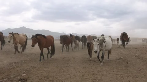 A herd of horses walking in the paddock. Stock Footage 340251208