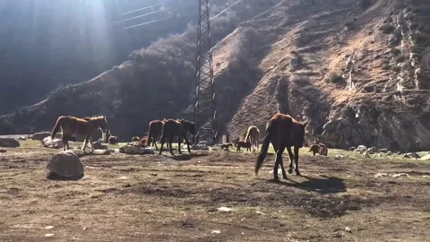 A herd of horses walks in the spring through the meadows of the Alpine mountains Stock Footage 150582904