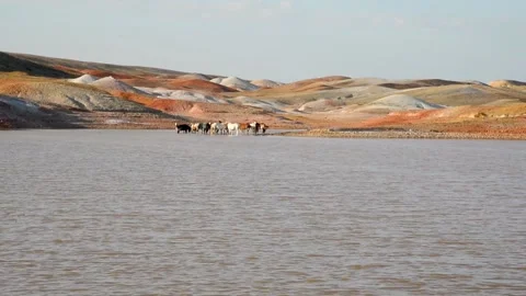 A herd of horses at a watering hole. Video stock 138971507