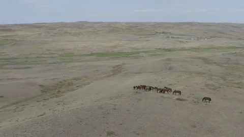 A herd of horses in the wild Stock Footage 247230662