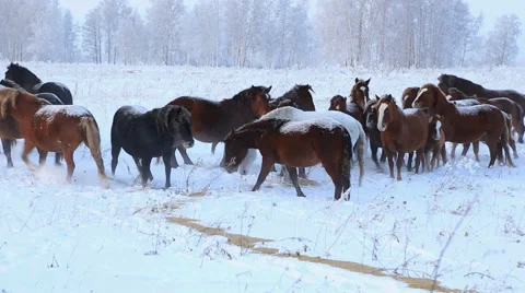 Herd of horses in winter 스톡 동영상 60942505