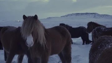 Herd Of Horses In Winter Stock Footage 85471281
