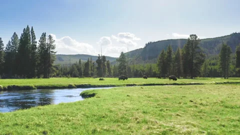A herd of huge bison grazes in a forest meadow. Yellowstone park wildlife shot Video stock 240599854