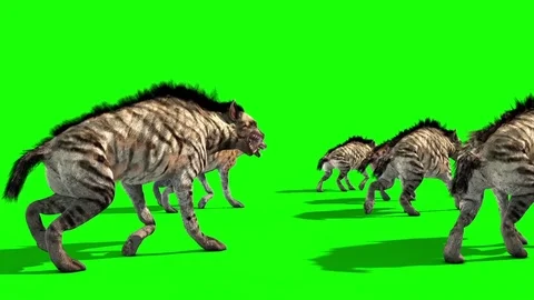 Herd of Hyenas Animals Walks Back Green Screen 3D Rendering Animation Stock Footage