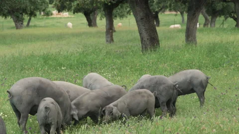 Herd of Iberian pigs eating grass and acorns in freedom in the pasture Stock Footage 167858435