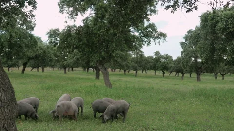 Herd of Iberian pigs eating grass and acorns in freedom in the pasture Stock Footage 167858462