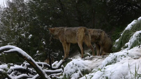 Herd of Iberian wolves Stock Footage 35814410