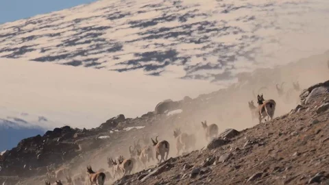 Herd of Ibex running after the attack Video stock 97431472