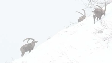 Herd of ibexes covered by snow (Capra ibex) Stock Footage 235979558