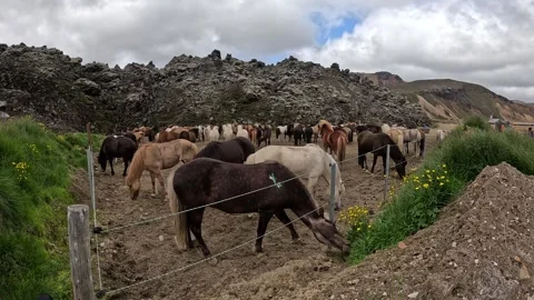 A herd of Icelandic horses Stock Footage 314154000