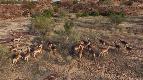 Herd of impala antelope gather on arid shrub land, golden hour aerial Stock Footage 345331061