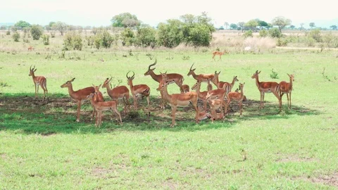 Herd of Impala antelopes hiding from the sun in the shadow of a tree Stock Footage 86862071