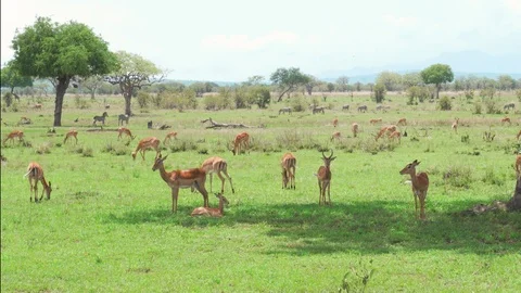 Herd of Impala antelopes resting and eating grass Stock Footage 88470856