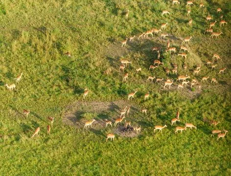 Herd of impala directly below crossing green and golden plains of Serengeti.. 写真素材