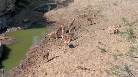 Herd of impala drinking. Stock Footage 165279655
