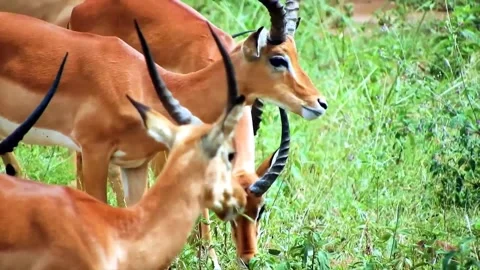 Herd of impala eating Stock Footage 145569450